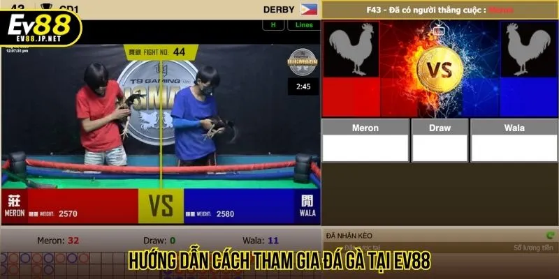 Hướng dẫn cách tham gia đá gà tại EV88