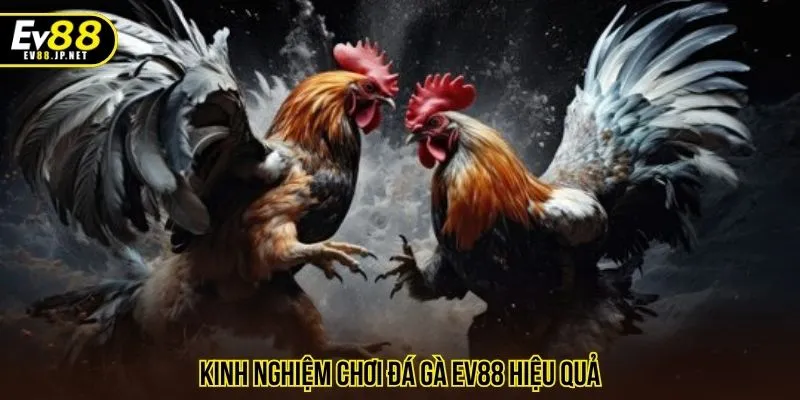 Kinh nghiệm chơi đá gà EV88 hiệu quả