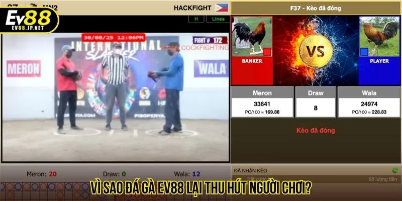 Vì sao đá gà EV88 lại thu hút người chơi?