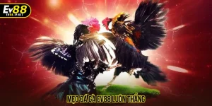 mẹo đá gà EV88 luôn thắng