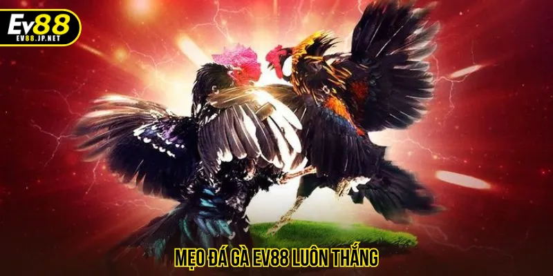 mẹo đá gà EV88 luôn thắng