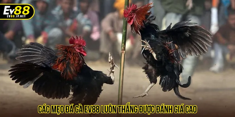 Tướng kê là mẹo đá gà EV88 luôn thắng tối ưu hiệu quả