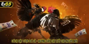 Cách đặt cược đá gà - Hướng dẫn chi tiết cho người mới