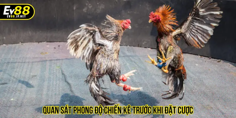 Quan sát phong độ chiến kê trước khi đặt cược