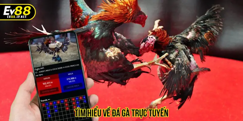 Tìm hiểu về đá gà trực tuyến