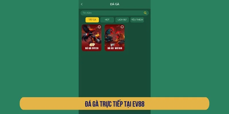 EV88 – Nhà Cái Uy Tín, Tỷ Lệ Thưởng Cao, Nạp Rút Nhanh! Nền tảng cung cấp nhiều trận đấu từ trường gà quốc tế